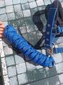 Licol Fouganza bleu roi