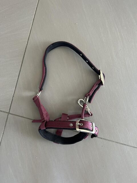 Licol foal poulain