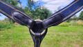 Collier de chasse HFI Master taille poney