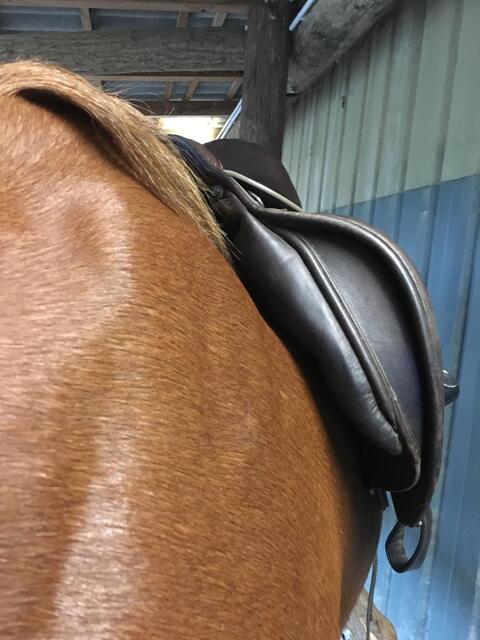 Selle prestige venus 17