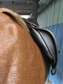 Selle prestige venus 17
