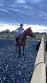 Bridon jumpin