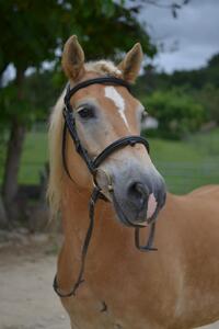 Filet Dy'on Taille cheval