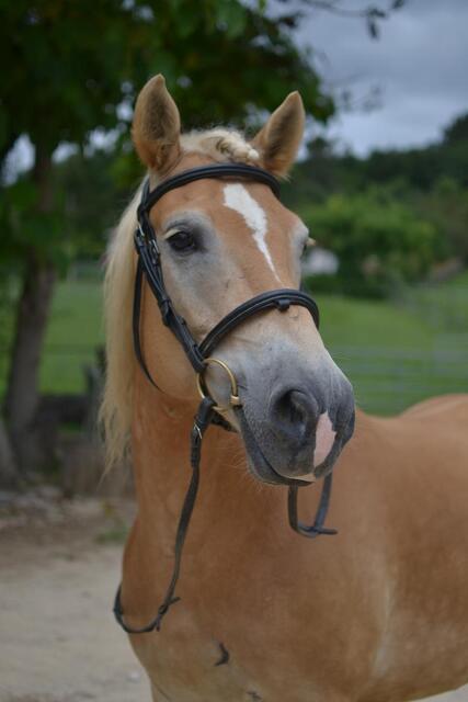 Filet Dy'on Taille cheval