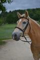 Filet Dy'on Taille cheval