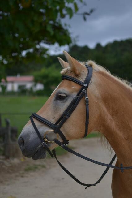 Filet Dy'on Taille cheval