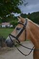 Filet Dy'on Taille cheval