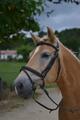 Filet Dy'on Taille cheval
