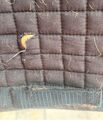 tapis + bonnet lamicelle