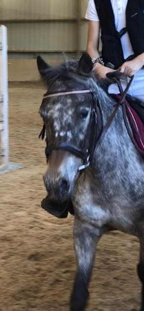 Filet Norton cob