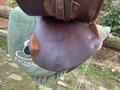 Selle Forestier 17’
