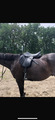 selle mixte Kent&Master