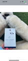 Licol faux mouton