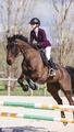 veste samshield Crystal fabric prune