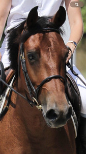 Filet noir TdeT taille COB