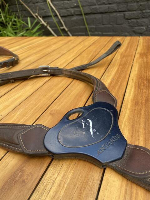 Collier de chasse Antares