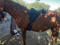 Selle Trec rando