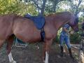 Selle Trec rando