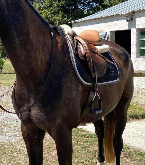 Selle mixte