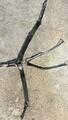 collier de chasse martingale