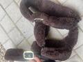 licol Kentucky marron