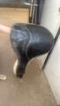 Bavette CWD mouton