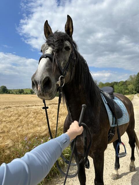 Selle hg dressage 18
