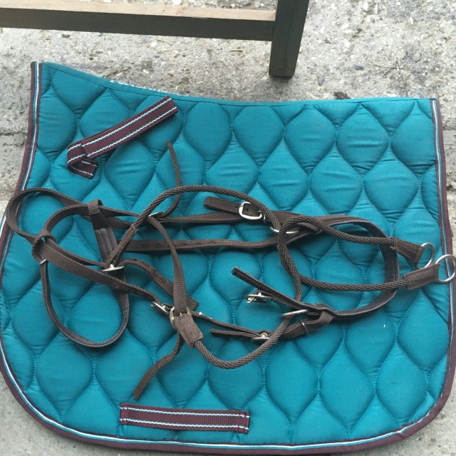 Filet sans mors Bitless