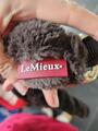 Licol moumoute brun LeMieux