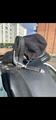 Selle de dressage Bates
