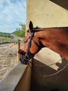 Bridon+ mors Alain Ventre Bel Ami