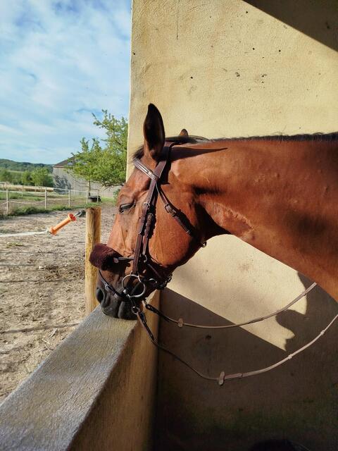 Bridon+ mors Alain Ventre Bel Ami