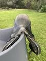 selle noire mixte