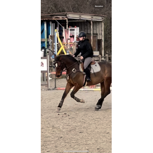 collier de chasse martingale 5 point