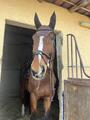tapis + bonnet kentucky