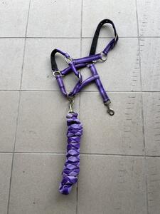 Licol Violet