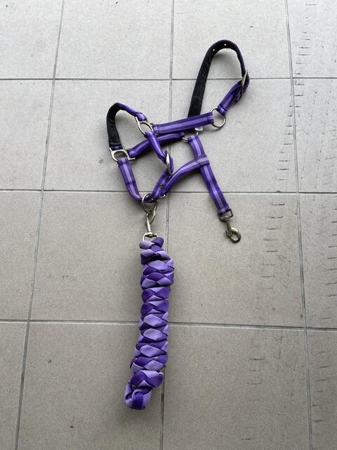Licol Violet