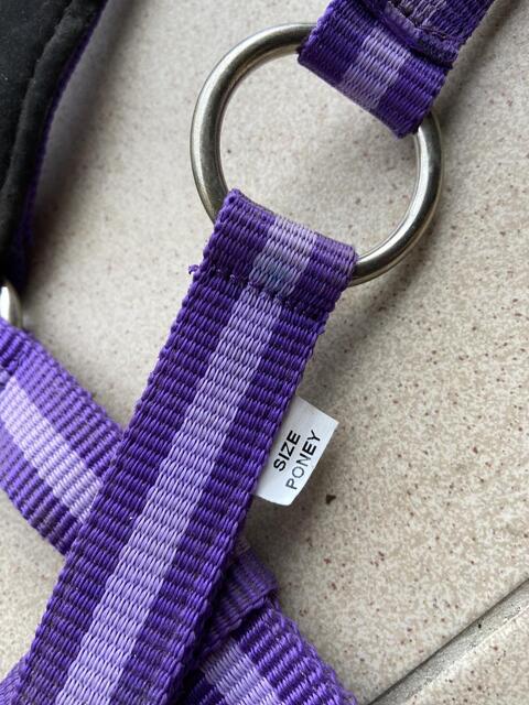 Licol Violet
