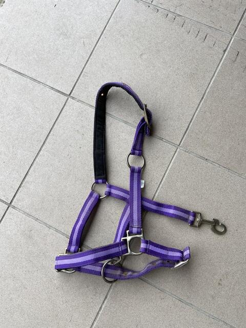 Licol Violet
