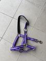 Licol Violet
