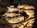 Collier de chasse et martingale Pénélope