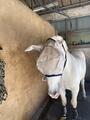 Masque anti mouche horseware