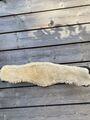 Sangle de dressage Devoucoux