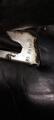 Selle dressage Devoucoux
