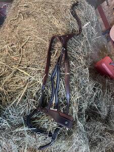 collier de chasse Antares