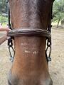 Bridon cwd