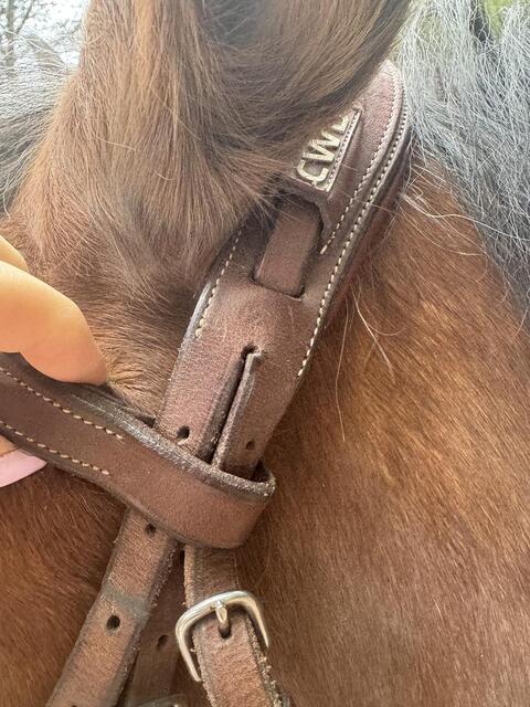 Bridon cwd