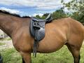 Selle de dressage 17,5