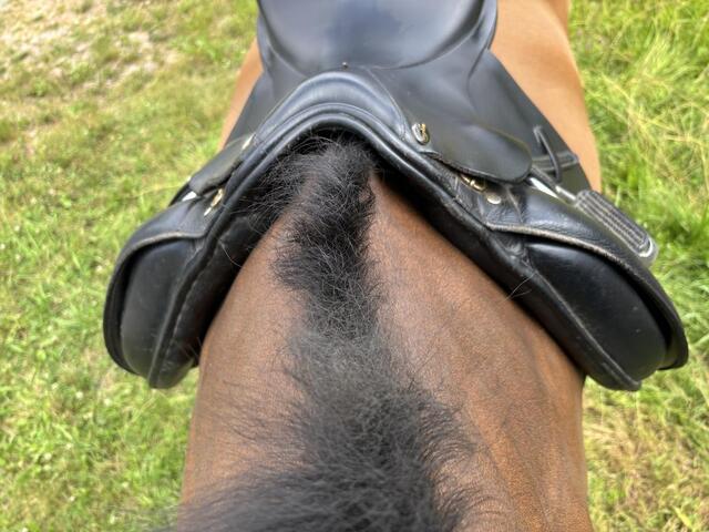 Selle de dressage 17,5