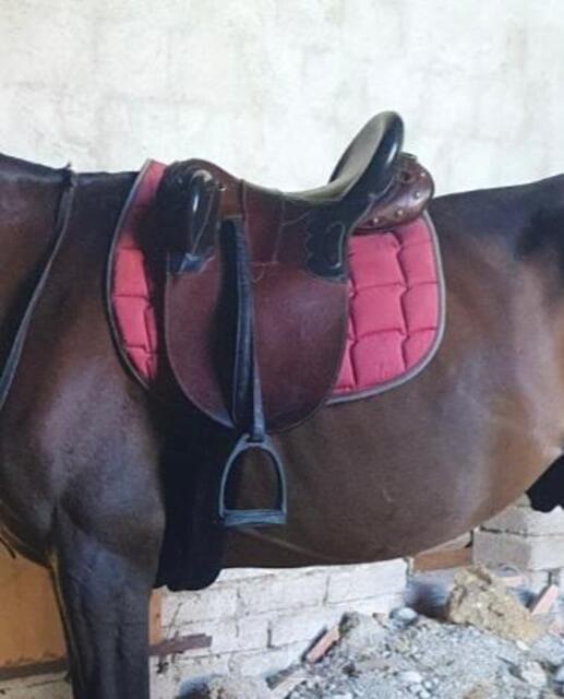 Selle Australienne